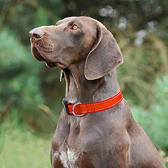 Collier chien - FlashDogCollar ™ - Rouge