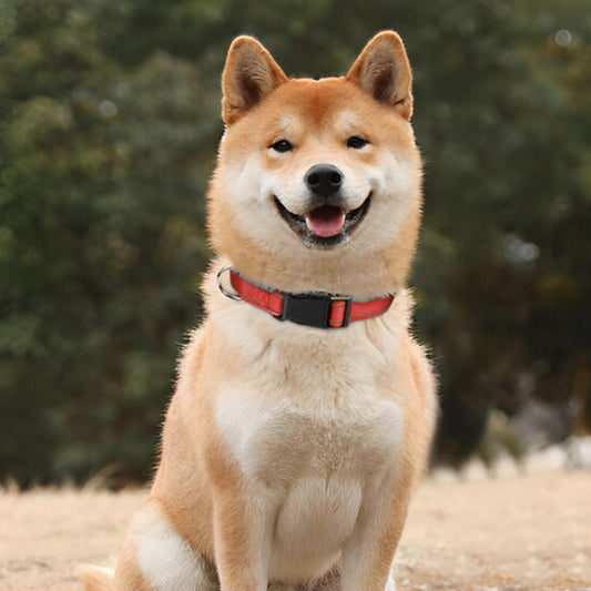 Collier chien - FlashDogCollar ™ - Rouge