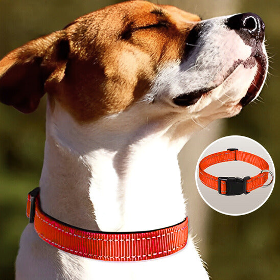 Collier chien - FlashDogCollar ™ - Rouge